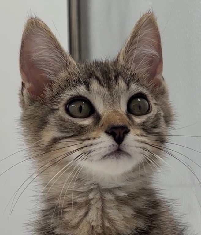 Kitten Kevin Image