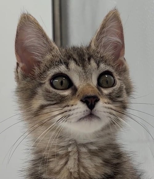 KITTEN KEVIN - Domestic Short Hair / Tabby for adoption in Akron