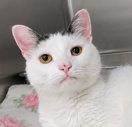 SUKI - Domestic Long Hair available for adoption