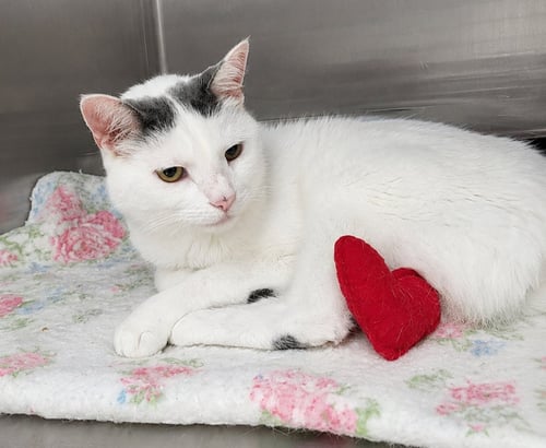 SUKI - Domestic Long Hair available for adoption