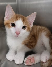 Kitten Chino - Photo 3