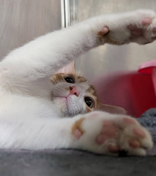 KITTEN CHINO - Domestic Short Hair available for adoption