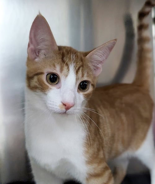 KITTEN CHINO - Domestic Short Hair available for adoption