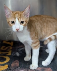 Kitten Chino - Photo 3