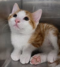 Kitten Chino - Photo 2
