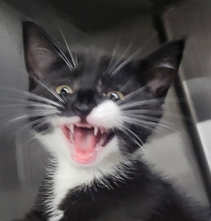 Kitten Bowtie Image