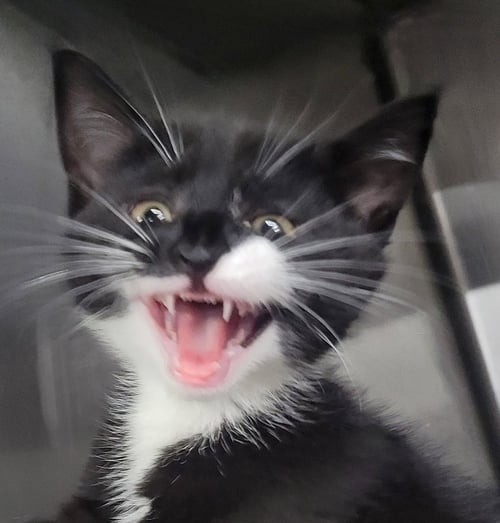 KITTEN BOWTIE - Domestic Short Hair for adoption in Akron