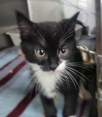 Kitten Bowtie - Photo 2