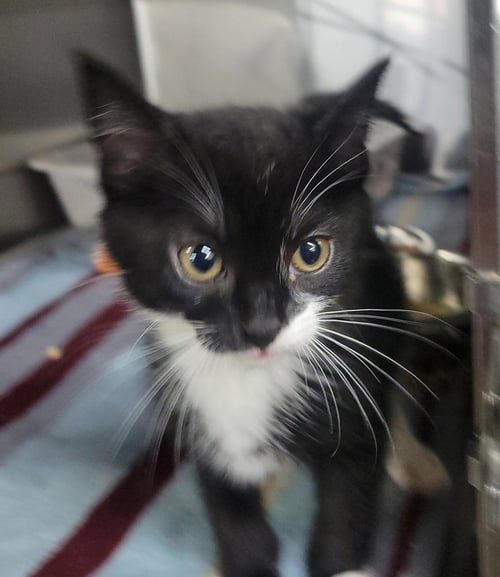 KITTEN BOWTIE - Domestic Short Hair available for adoption