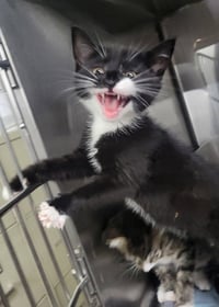 Kitten Bowtie - Photo 3