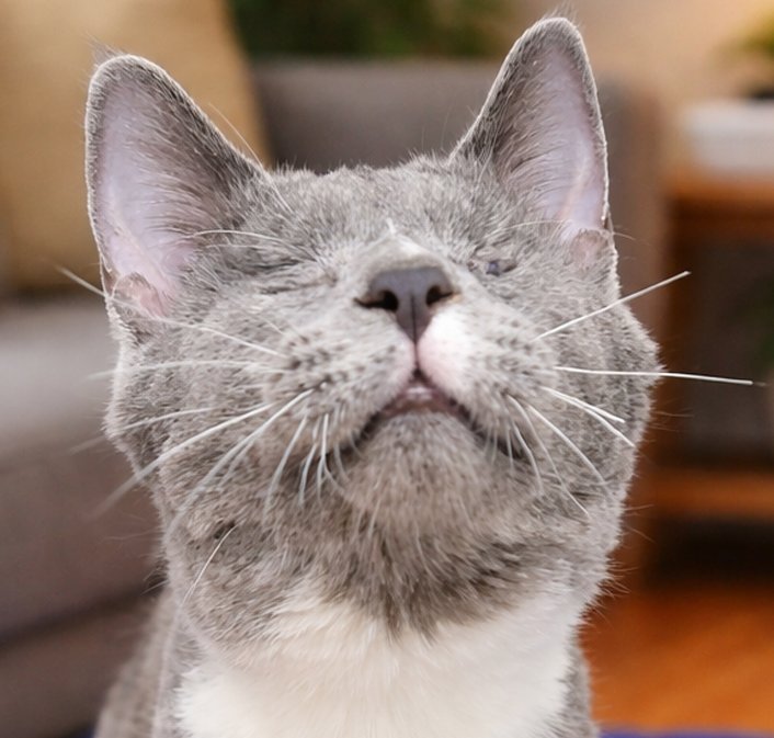 KITTEN BOGGLE **BLIND** - Domestic Short Hair available for adoption