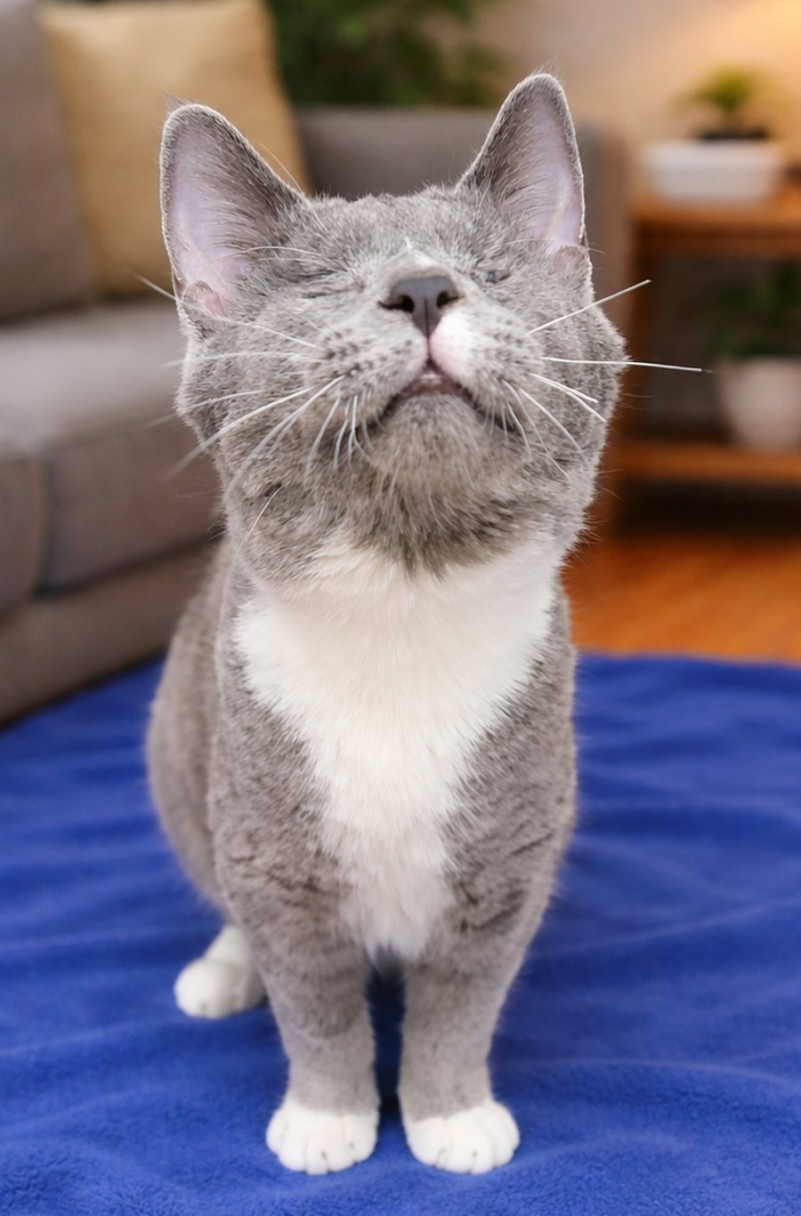 Kitten Boggle **Blind** - Photo 4