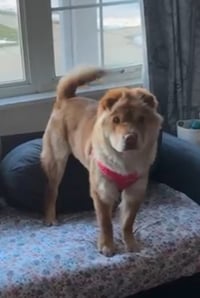 Zoey Puppy - Photo 1