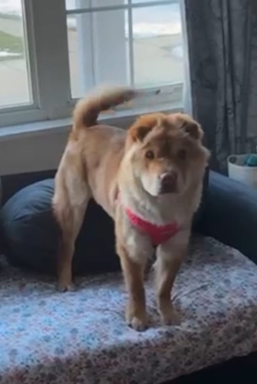 ZOEY PUPPY - Chow Chow / Shar Pei available for adoption