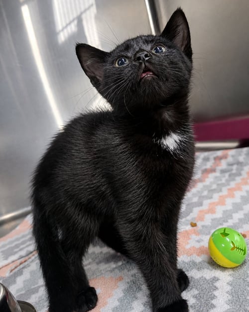KITTEN NEEDOH - Domestic Short Hair available for adoption