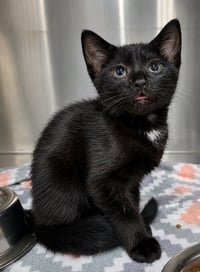 Kitten Needoh - Photo 3