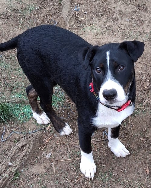 BABY JOSEPH - Australian Shepherd available for adoption