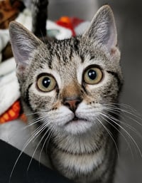 Kitten Cufflinks - Photo 1