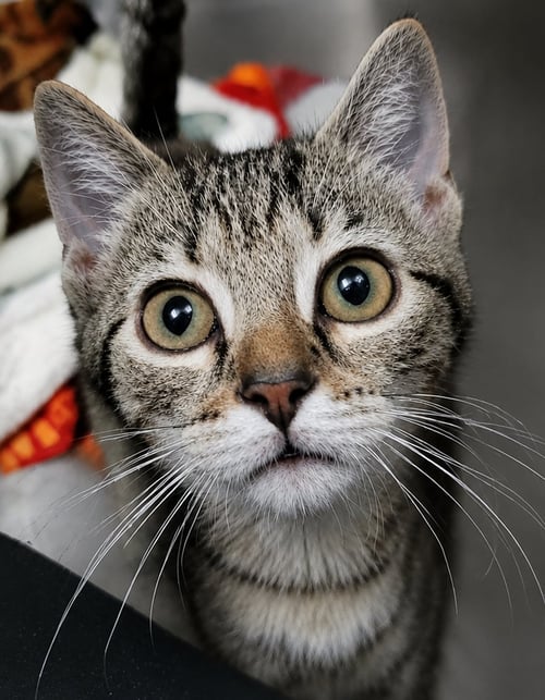 KITTEN CUFFLINKS - Domestic Short Hair / Tabby for adoption in Akron