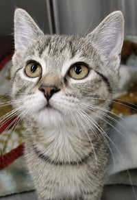 Kitten Cufflinks - Photo 3