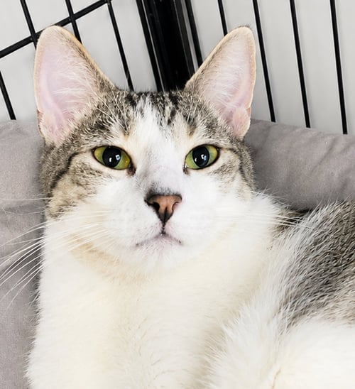 SNAPPLE - Domestic Short Hair available for adoption