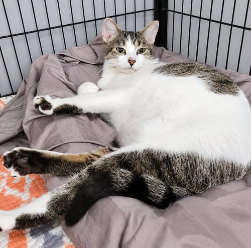 SNAPPLE - Domestic Short Hair available for adoption