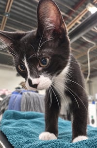Kitten Word - Photo 1
