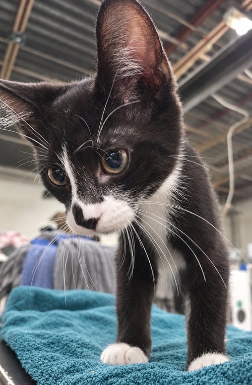 KITTEN WORD - Domestic Short Hair available for adoption