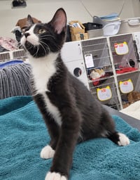 Kitten Word - Photo 3