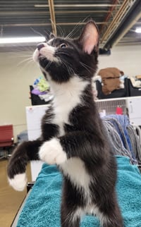 Kitten Word - Photo 4