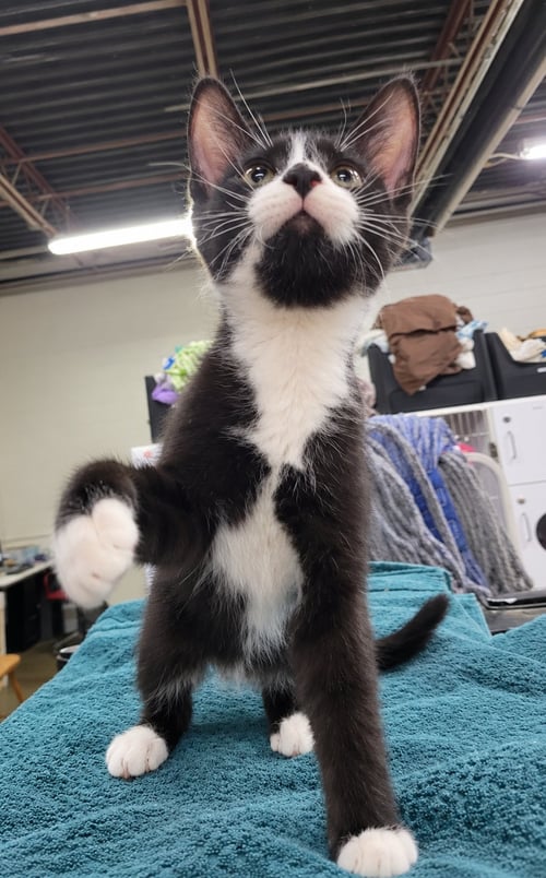 KITTEN WORD - Domestic Short Hair available for adoption
