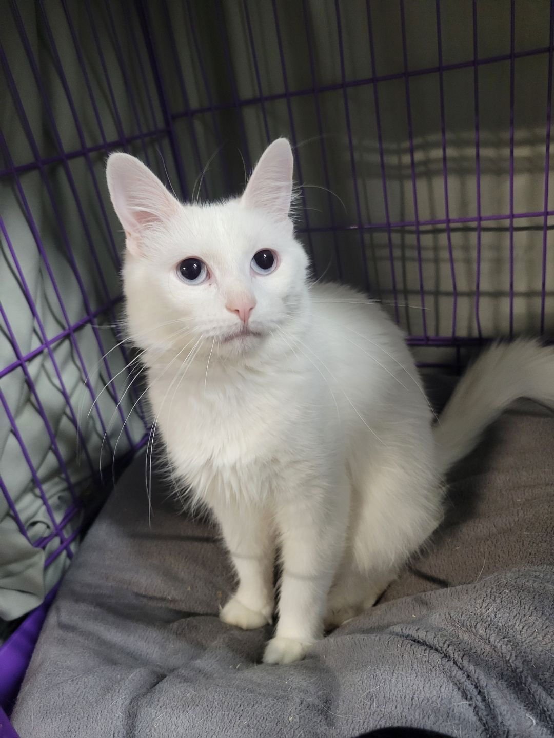 DUCHESS - Domestic Medium Hair available for adoption