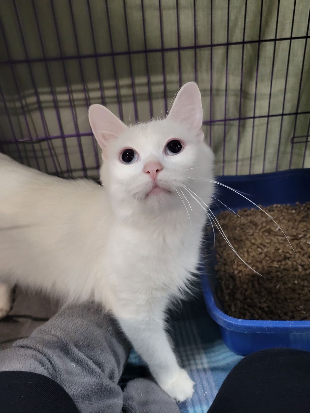 DUCHESS - Domestic Medium Hair available for adoption