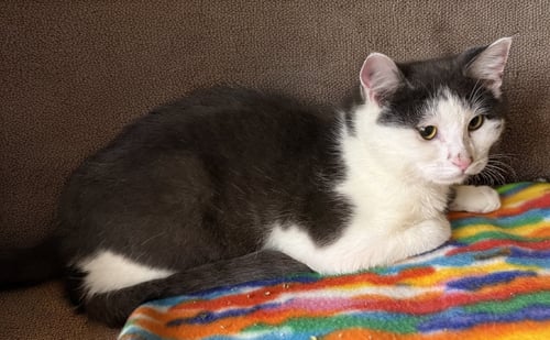 EARL - Domestic Short Hair available for adoption