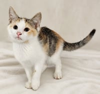 Kitten Halo - Photo 3