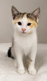 Kitten Halo - Photo 2