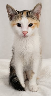 Kitten Halo - Photo 4