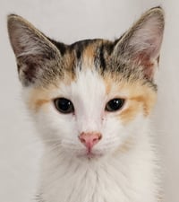 Kitten Halo - Photo 1