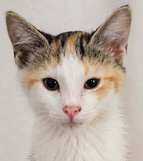 KITTEN HALO - Tabby / Calico for adoption in Akron