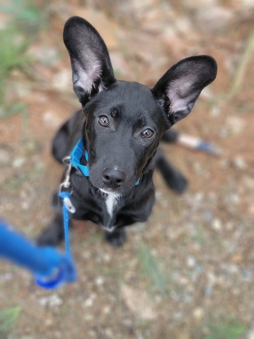 ANGIE PUPPY (VIDEO) - Labrador Retriever / German Shepherd Dog available for adoption