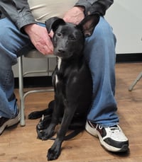 Angie Puppy (Video) - Photo 2
