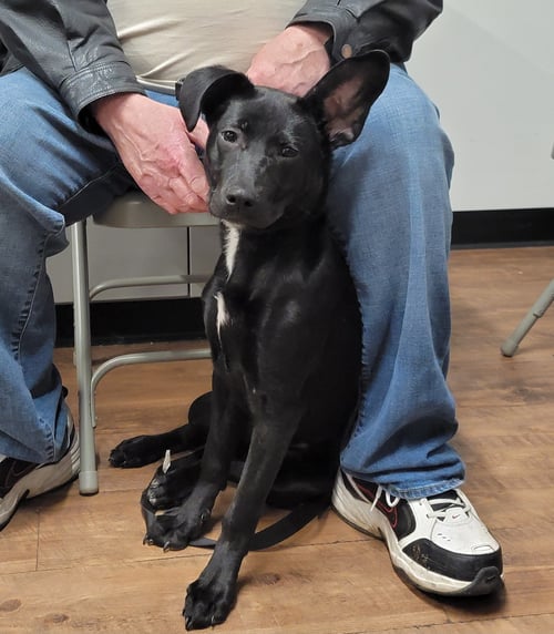 ANGIE PUPPY (VIDEO) - Labrador Retriever / German Shepherd Dog available for adoption
