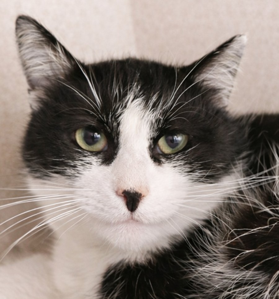 SLUSH AT MONTROSE PETSMART!! - Domestic Short Hair available for adoption