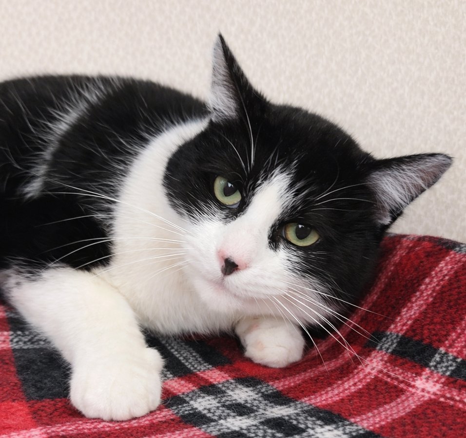 SLUSH AT MONTROSE PETSMART!! - Domestic Short Hair available for adoption