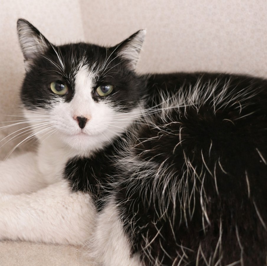 Slush at Montrose Petsmart!! - Photo 3