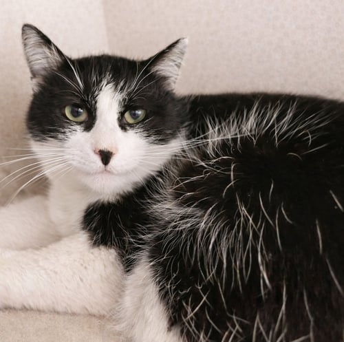 SLUSH @ MEDINA PETSMART - Domestic Short Hair for adoption in Akron
