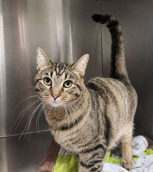 ZAVA - Domestic Short Hair / Tabby available for adoption