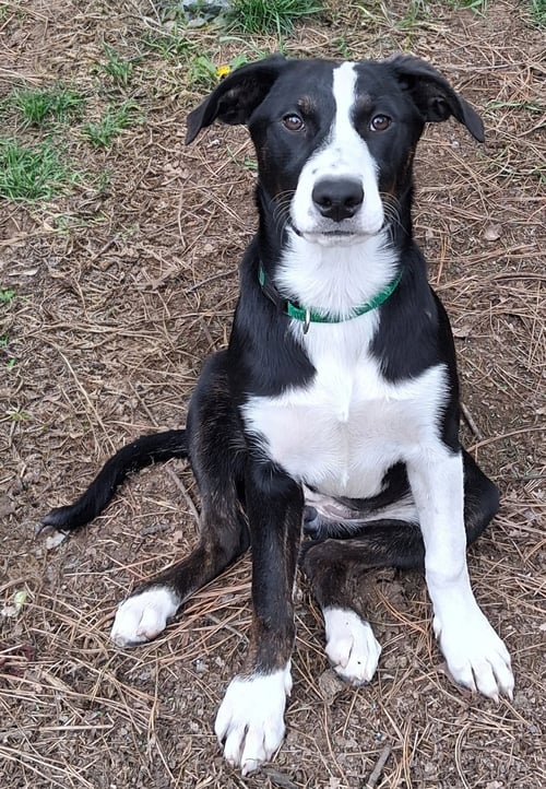BABY OLIVIA - Australian Shepherd available for adoption