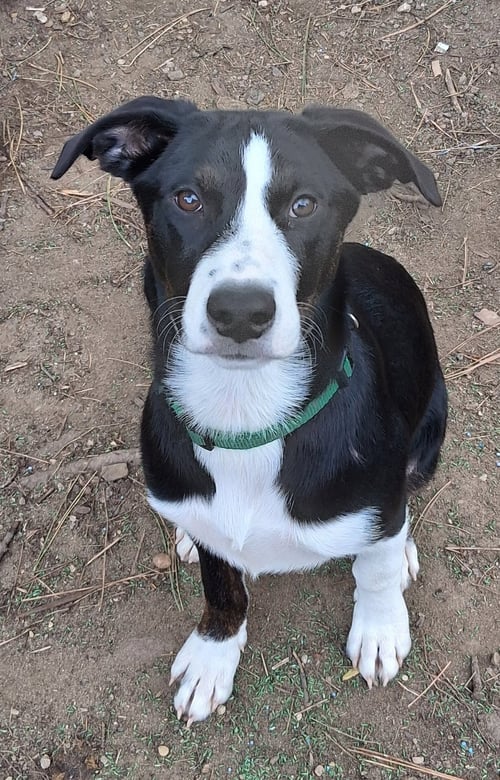 BABY OLIVIA - Australian Shepherd available for adoption