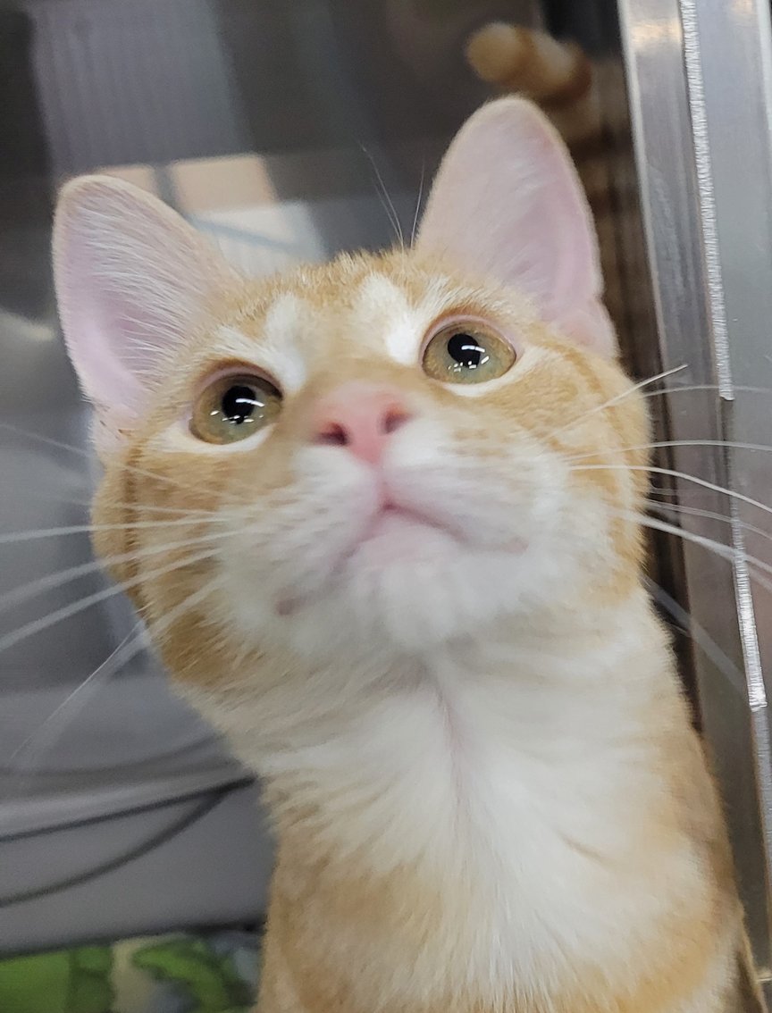 KITTEN BARNACLE - Domestic Short Hair available for adoption